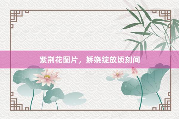 紫荆花图片，娇娆绽放顷刻间